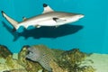 Blacktip Reef Shark in Aquarium Royalty Free Stock Photo