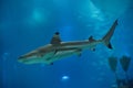 Blacktip reef shark Carcharhinus melanopterus Royalty Free Stock Photo