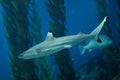 Blacktip reef shark Carcharhinus melanopterus Royalty Free Stock Photo