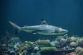 Blacktip reef shark Carcharhinus melanopterus Royalty Free Stock Photo