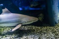 Blacktip reef shark. Carcharhinus melanopterus in aquarium Royalty Free Stock Photo