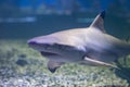 Blacktip reef shark. Carcharhinus melanopterus in aquarium