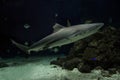 Blacktip reef shark Carcharhinus melanopterus. Royalty Free Stock Photo