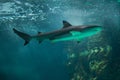 Blacktip reef shark Carcharhinus melanopterus. Royalty Free Stock Photo