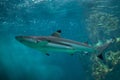 Blacktip reef shark Carcharhinus melanopterus.