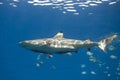Blacktip Reef Shark, Carcharhinus melanopterus, with Remora