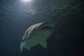 Blacktip reef shark - Carcharhinus melanopterus- saltwater fish Royalty Free Stock Photo