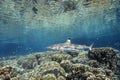 Blacktip Reef Shark Royalty Free Stock Photo