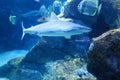 Blacktip Reef Shark Carcharhinus melanopterus swimming over tropical coral reef. Royalty Free Stock Photo