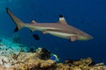 Blacktip reef shark Royalty Free Stock Photo