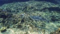 Blacktip Reef Shark at a coral reef in beautiful light Royalty Free Stock Photo