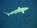 Blacktip reef shark in deep water Royalty Free Stock Photo