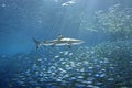 Blacktip Reef Shark and Fish Royalty Free Stock Photo