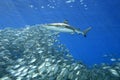 Blacktip Reef Shark with Fish Royalty Free Stock Photo