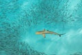 Blacktip Reef shark. Royalty Free Stock Photo