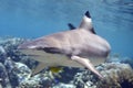 Blacktip Reef Shark swimming over Coral Reef