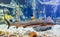 Blacktip reef shark in tank at aquarium in coral background Royalty Free Stock Photo