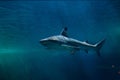 Blacktip reef shark (Carcharhinus melanopterus). Royalty Free Stock Photo