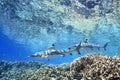 Blacktip Reef Sharks Royalty Free Stock Photo