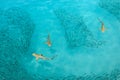 Blacktip Reef sharks feeding