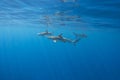 Blacktip Reef Sharks in Moorea, French Polynesia Royalty Free Stock Photo