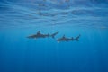 Blacktip Reef Sharks in Moorea, French Polynesia Royalty Free Stock Photo