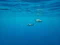 Blacktip Reef Sharks in Moorea, French Polynesia Royalty Free Stock Photo