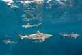 Blacktip Reef Sharks in Shallow Water Royalty Free Stock Photo