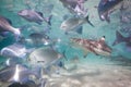 A blacktip reef sharks swimming above a school of fish. Royalty Free Stock Photo