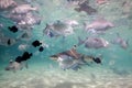 A blacktip reef sharks swimming above a school of fish.