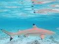 Blacktip Shark Royalty Free Stock Photo