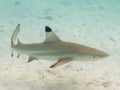 Blacktip shark Royalty Free Stock Photo