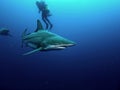 Blacktip shark and Bull Shark Royalty Free Stock Photo