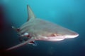 The blacktip shark Carcharhinus limbatus, portrait in the ocean