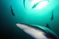 The blacktip shark Carcharhinus limbatus, portrait in the ocean Royalty Free Stock Photo