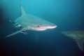 The blacktip shark Carcharhinus limbatus, portrait in the ocean Royalty Free Stock Photo