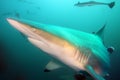 The blacktip shark Carcharhinus limbatus, portrait in the ocean