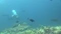 Blacktip shark Carcharhinus limbatus in Raja Ampat