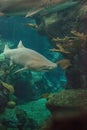 Blacktip shark Carcharhinus limbatus swims