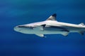 Blacktip Shark Royalty Free Stock Photo