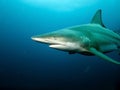 Blacktip Shark closeup Royalty Free Stock Photo