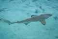 Blacktip shark in moorea island lagoon Royalty Free Stock Photo