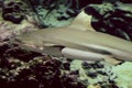 Blacktip shark swims on the bottom of the sea Royalty Free Stock Photo