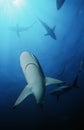 Blacktip sharks (carcharhinus limbatus) underwater view Royalty Free Stock Photo