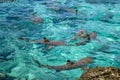 Blacktip sharks in moorea island lagoon Royalty Free Stock Photo