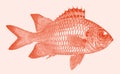 Blacktip soldierfish myripristis botche Royalty Free Stock Photo