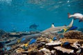 Blacktip and whitetip sharks