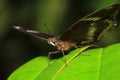 Blackvein sergeant butterfly(Athyma ranga)