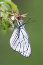 Blackveined thorn butterfly (Aporia crataegi)