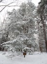 Blackwater State park trail with snow and ice Royalty Free Stock Photo